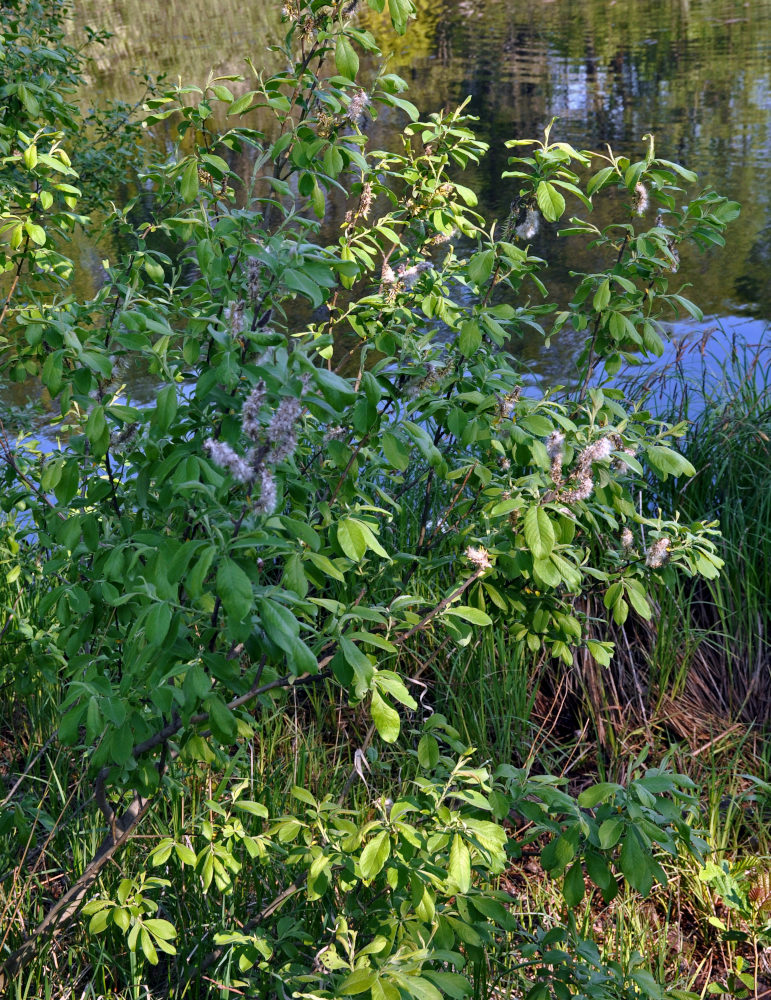 Image of Salix cinerea specimen.