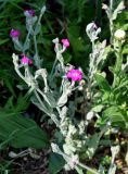 Lychnis coronaria. Верхушка цветущего растения. Московская обл., гор. округ Мытищи, окр. дер. Сорокино, в культуре. 28.06.2020.