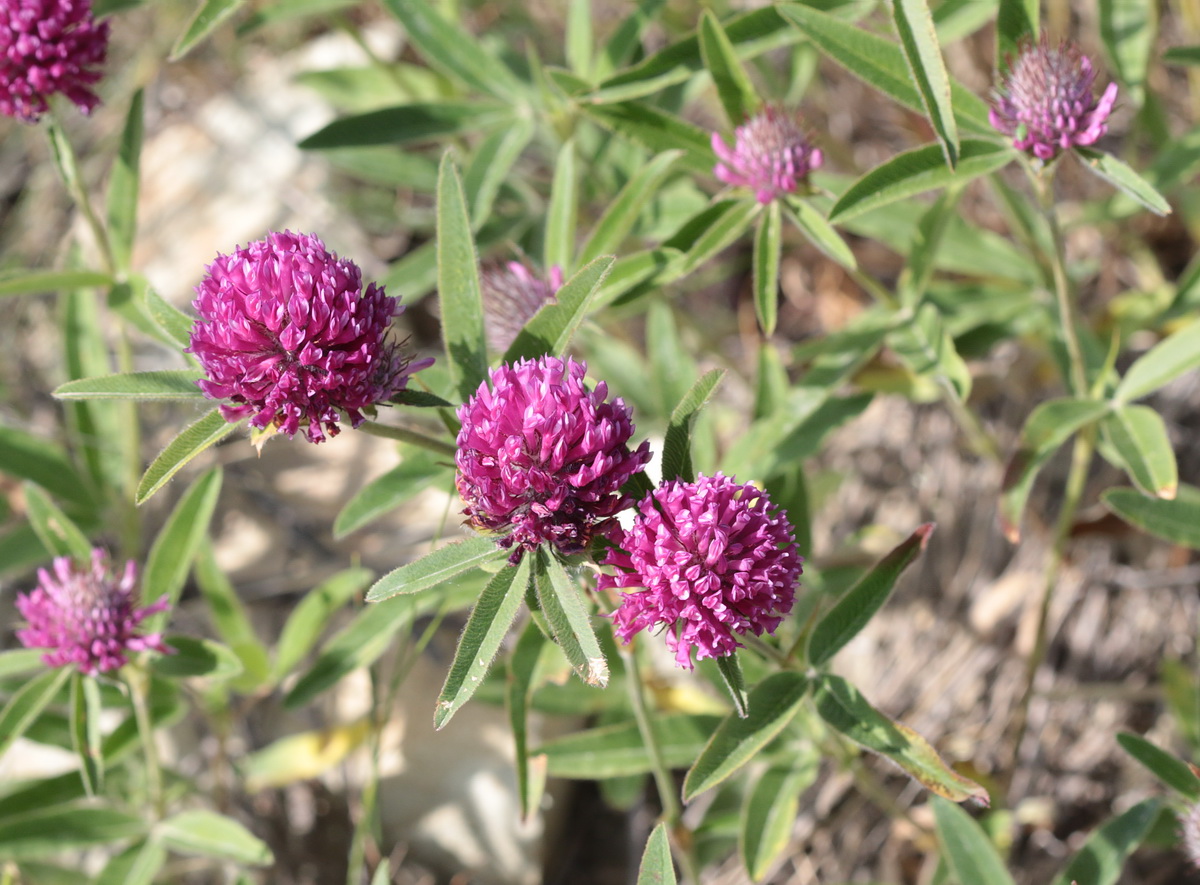 Image of Trifolium alpestre specimen.