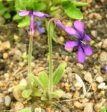 Omphalogramma vinciflorum