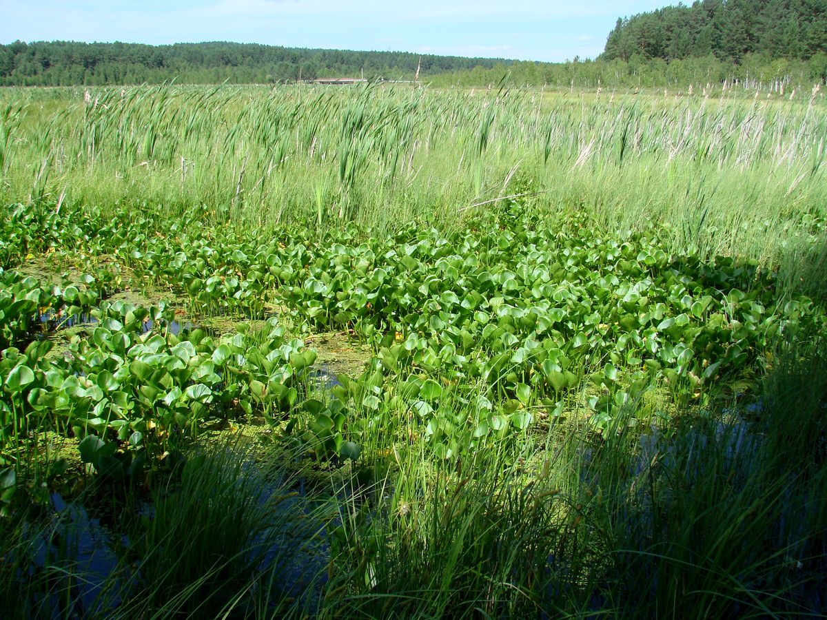 Image of Calla palustris specimen.