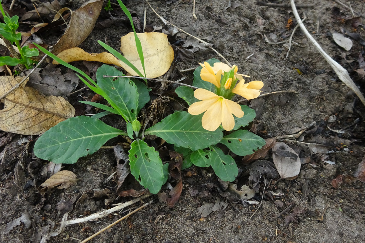 Изображение особи Crossandra subacaulis.