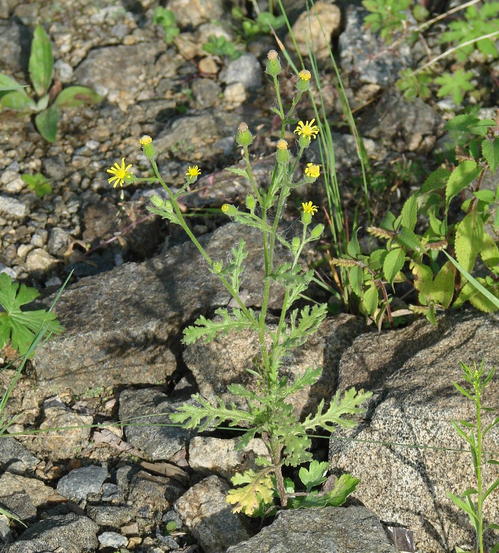 Изображение особи Senecio viscosus.