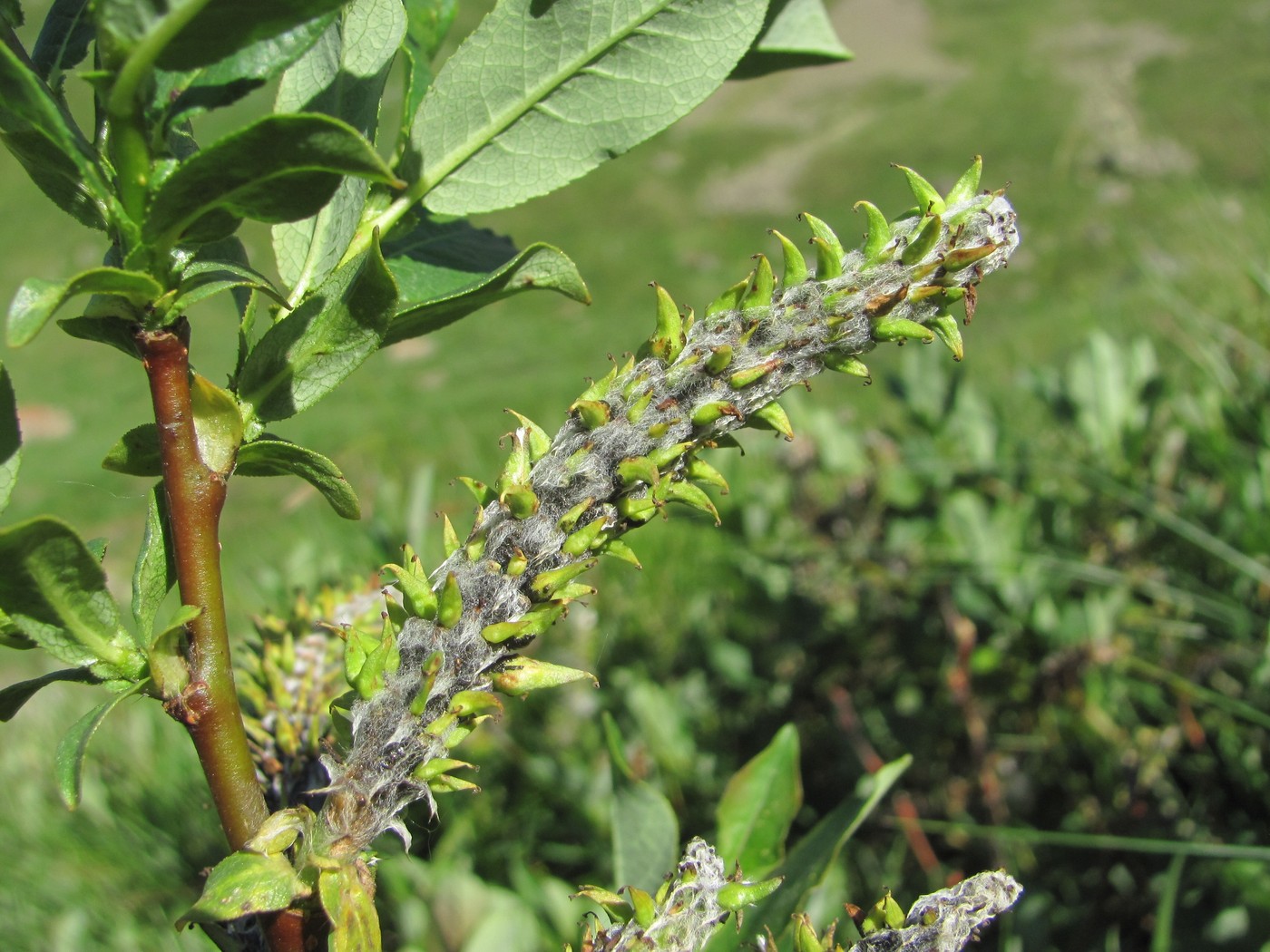 Image of Salix caucasica specimen.