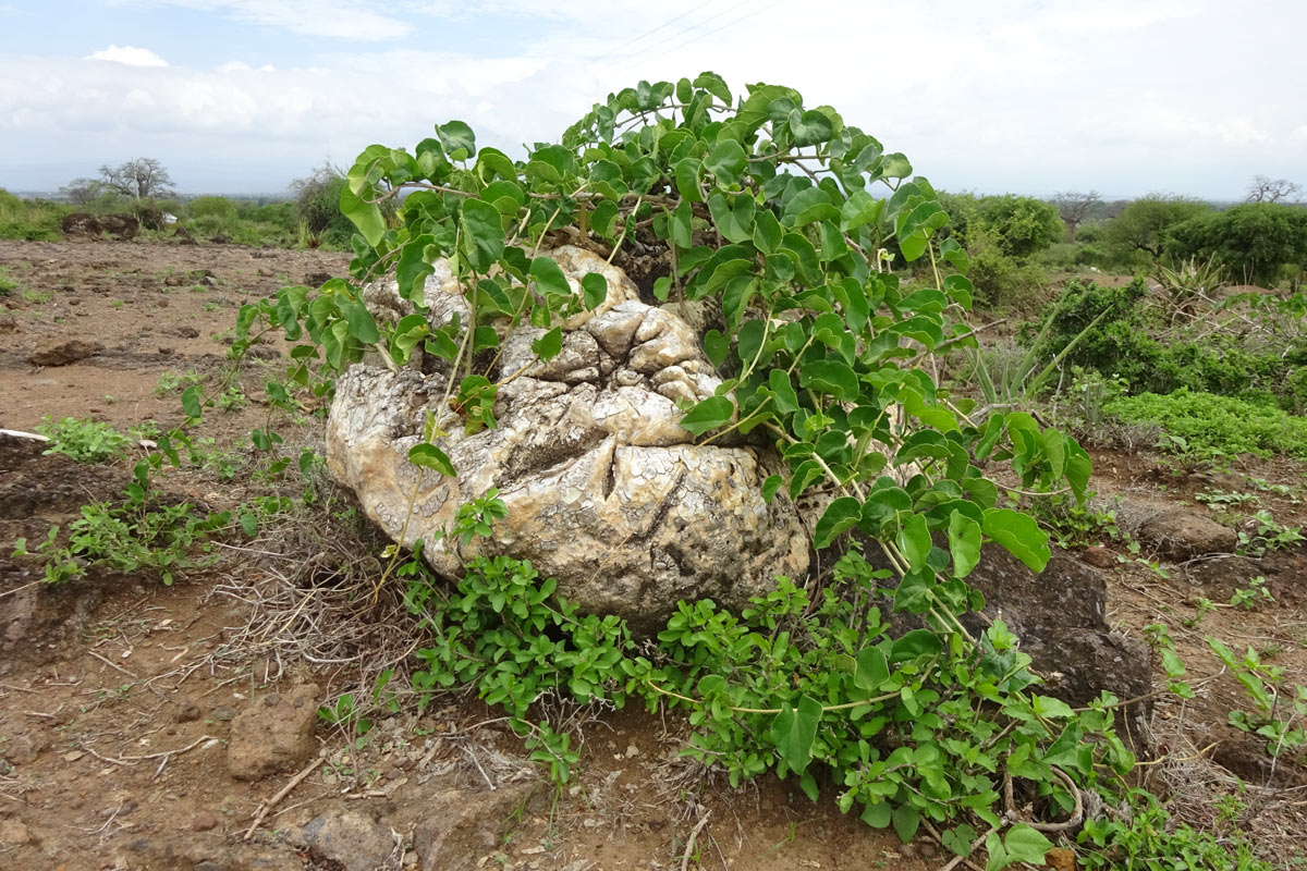 Изображение особи Pyrenacantha malvifolia.