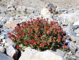 Rhodiola coccinea