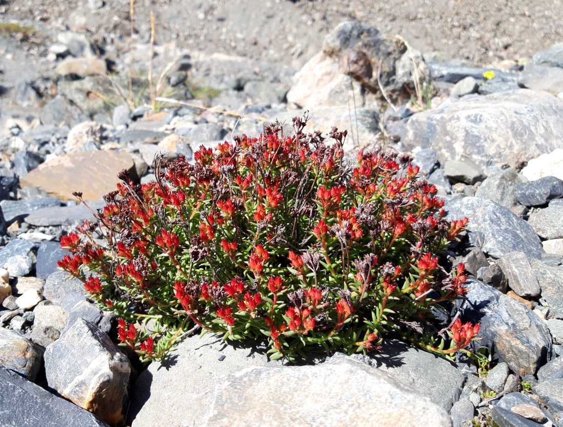 Изображение особи Rhodiola coccinea.