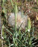 Tragopogon dubius подвид major. Верхушка плодоносящего растения с прикрепившимися улитками. Ростовская обл., Пролетарский р-н, окраина г. Пролетарск, долина р. Чепрак, небольшая луговина среди болотистых низин. 01.06.2019.