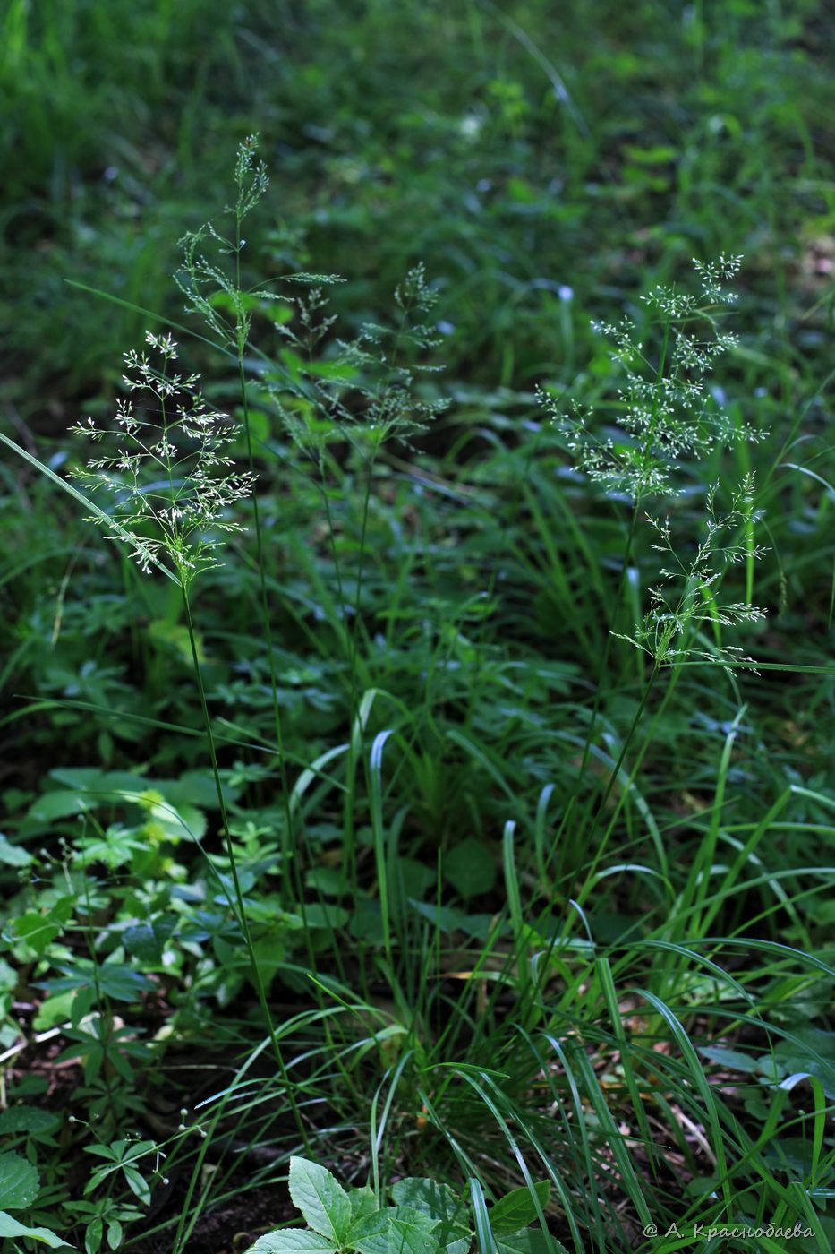 Изображение особи Poa nemoralis.