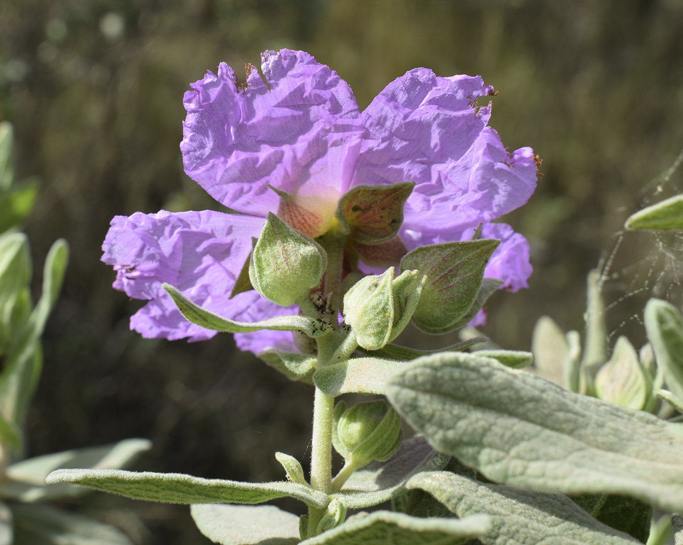 Изображение особи Cistus albidus.