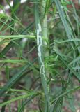 Linaria vulgaris. Лист с миной. Краснодарский край, г. Краснодар, ж.-д. ст. Краснодар-2, у платформы. 19.07.2020.