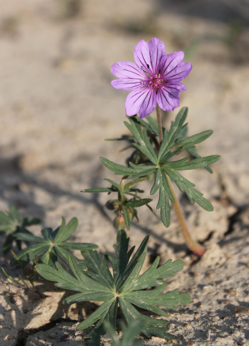 Image of Geranium transversale specimen.