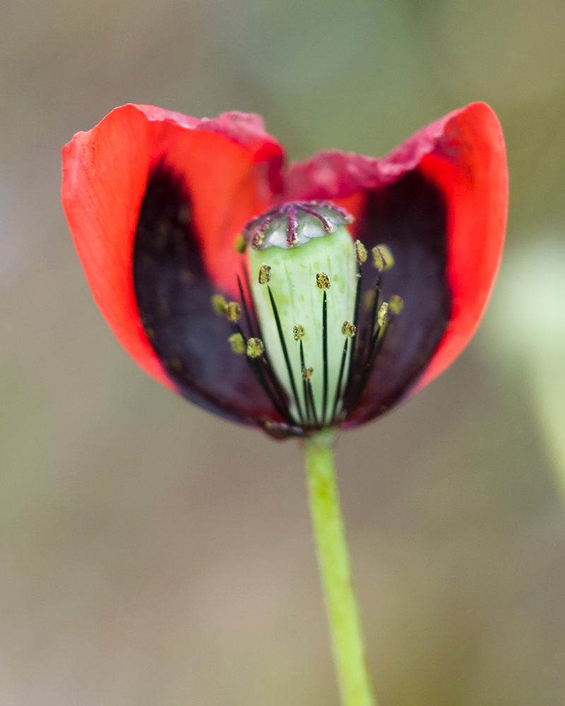 Image of Papaver laevigatum specimen.