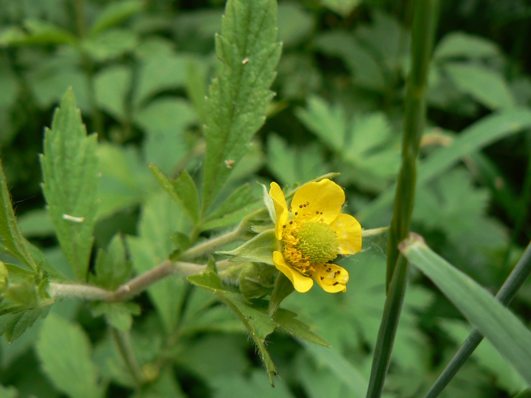 Image of Geum aleppicum specimen.