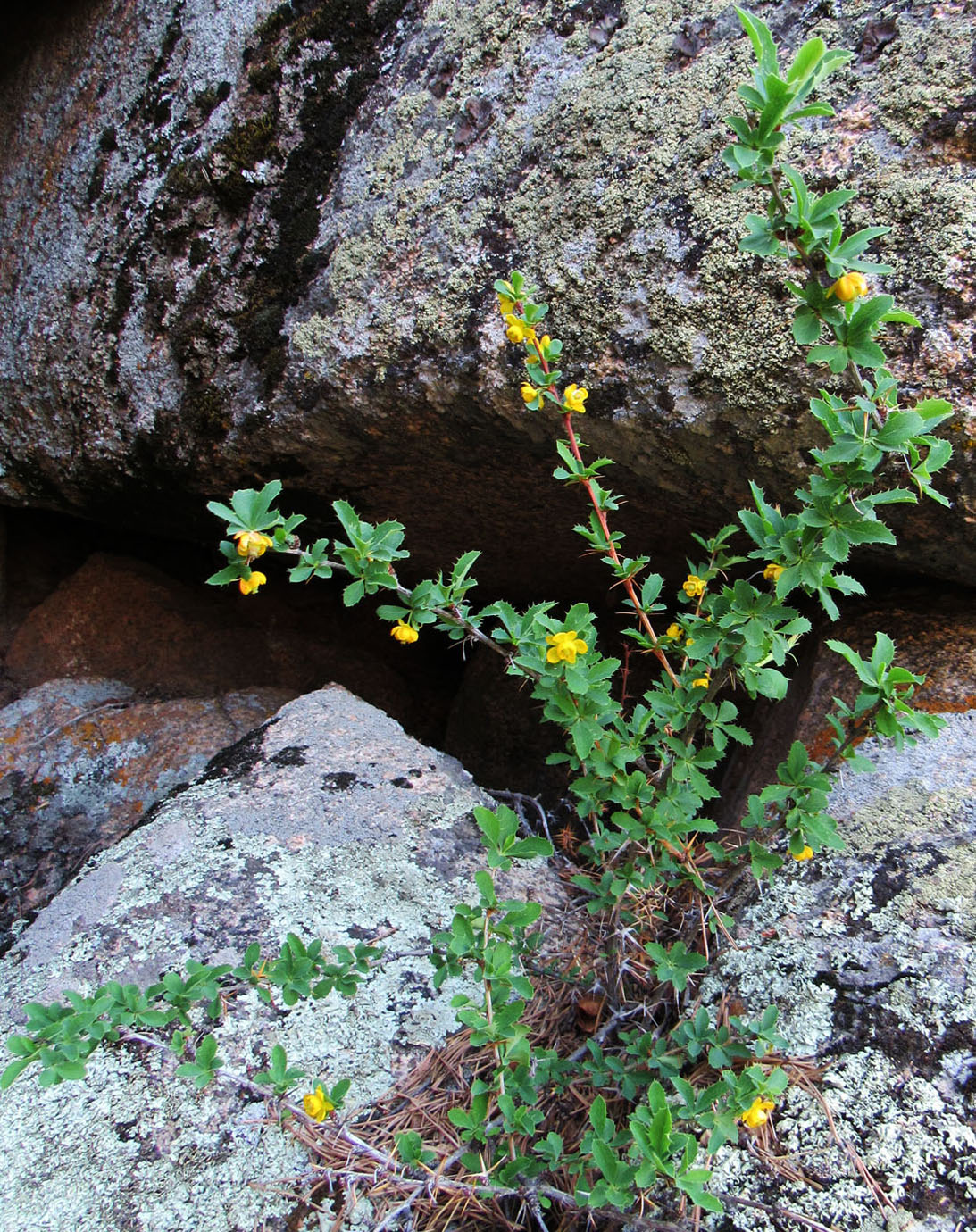 Image of Berberis sibirica specimen.