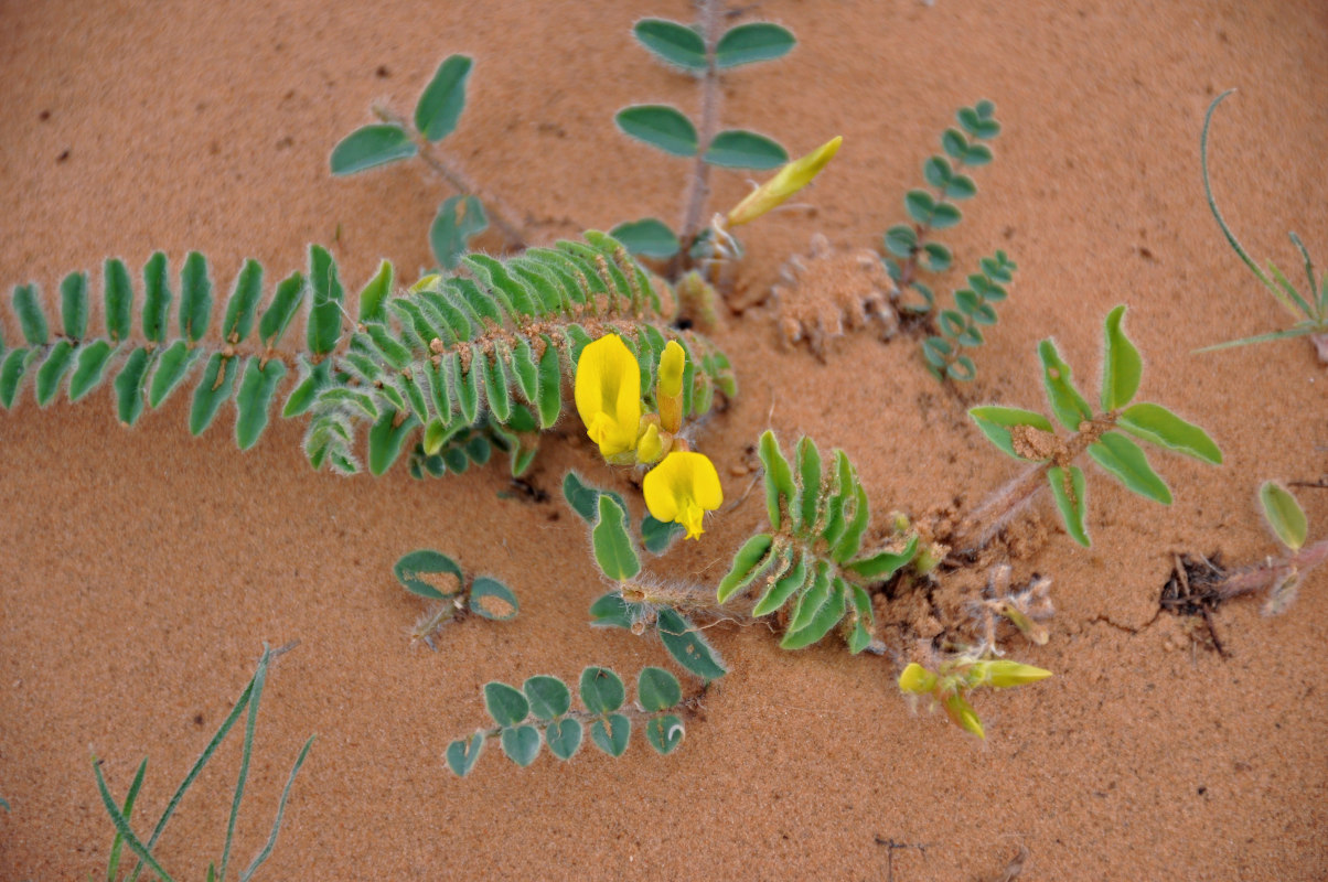 Image of Astragalus longipetalus specimen.