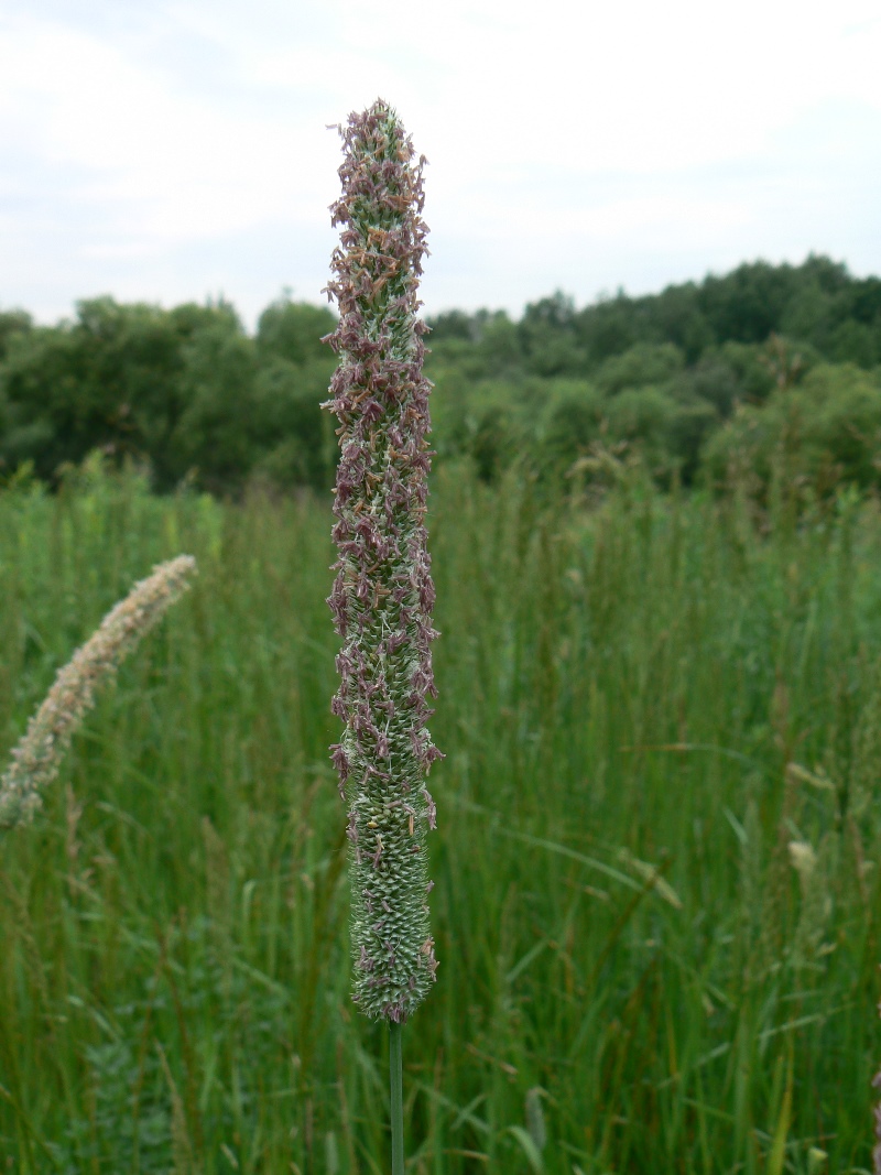 Image of Phleum pratense specimen.