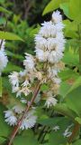 Deutzia scabra variety candidissima. Соцветие. Ростовская обл., г. Таганрог, в озеленении. 29.06.2021.