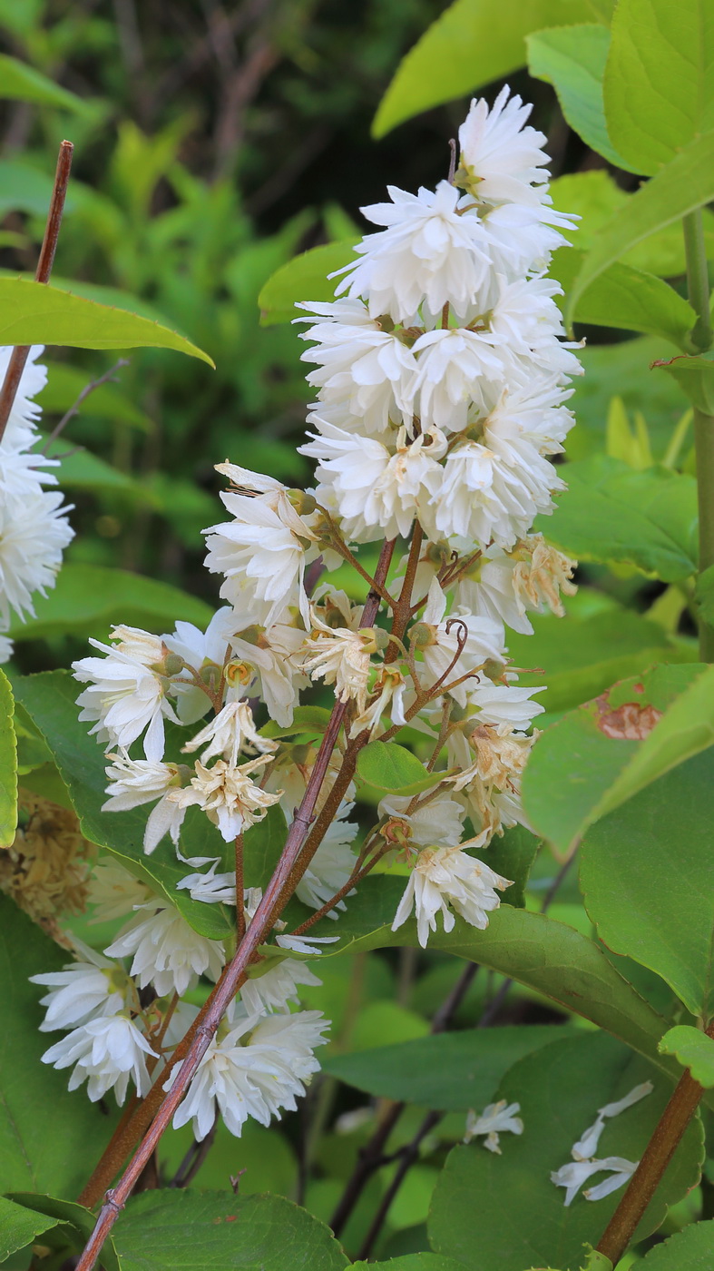 Изображение особи Deutzia scabra var. candidissima.