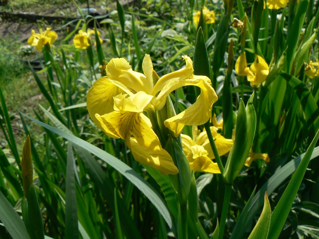 Изображение особи Iris pseudacorus.