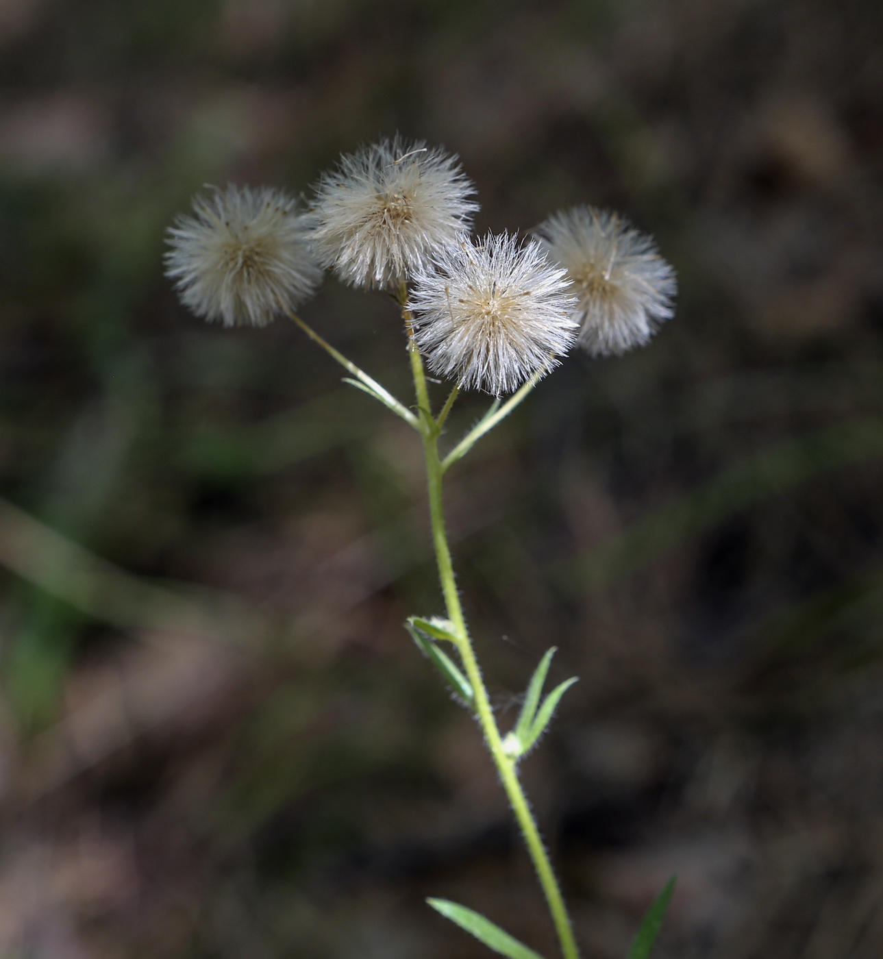 Изображение особи семейство Asteraceae.