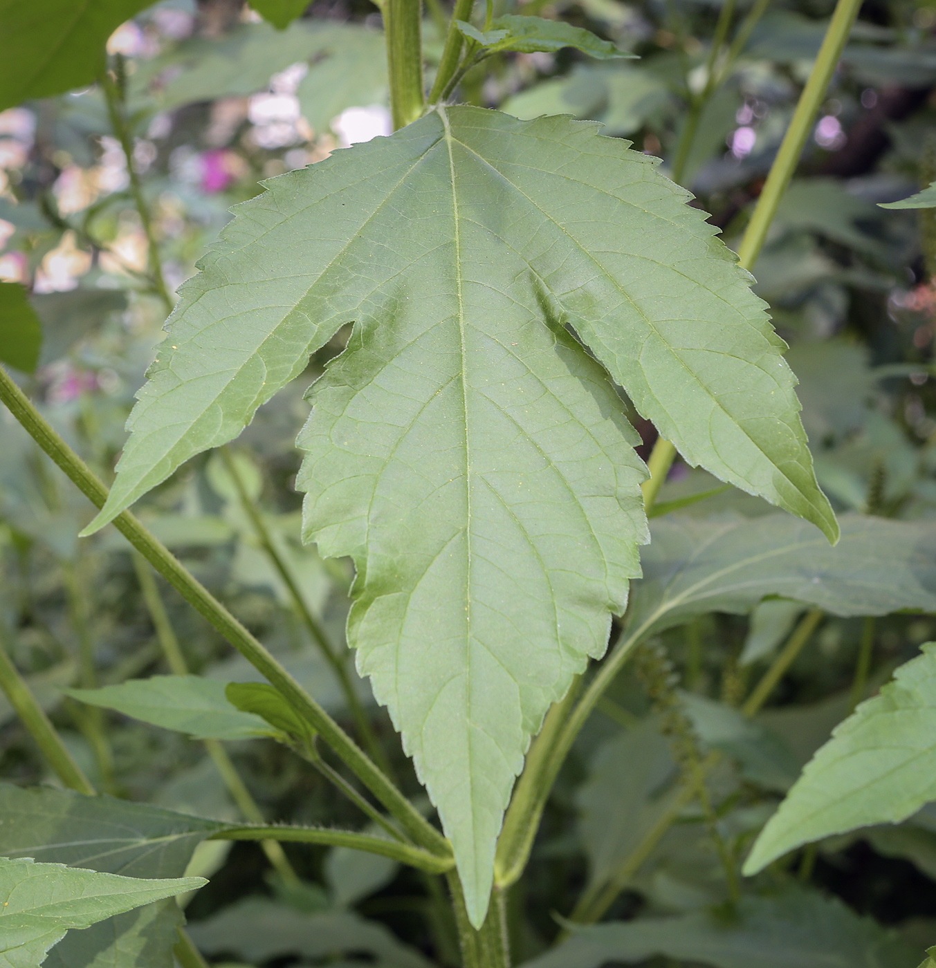 Изображение особи Ambrosia trifida.