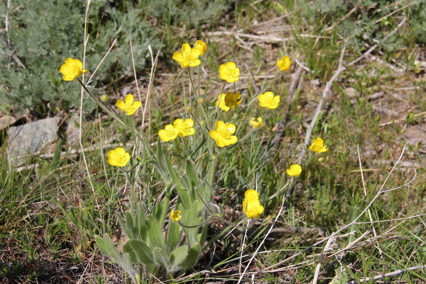 Изображение особи Ranunculus paucidentatus.