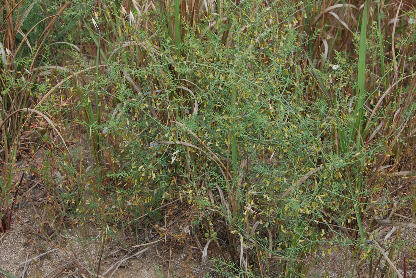 Image of Asparagus persicus specimen.