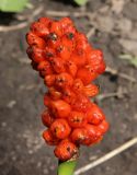 Arum elongatum