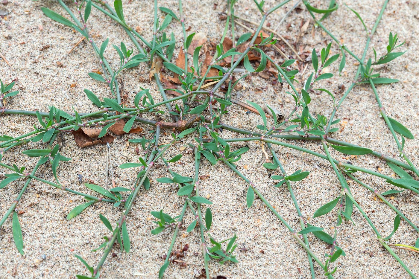 Image of Polygonum aviculare specimen.