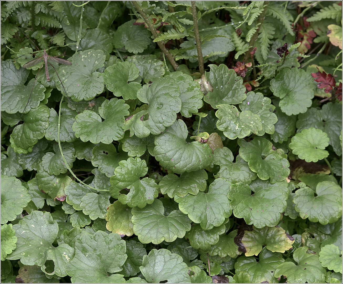 Изображение особи Glechoma hederacea.