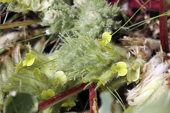 Изображение особи Astragalus subbarbellatus.