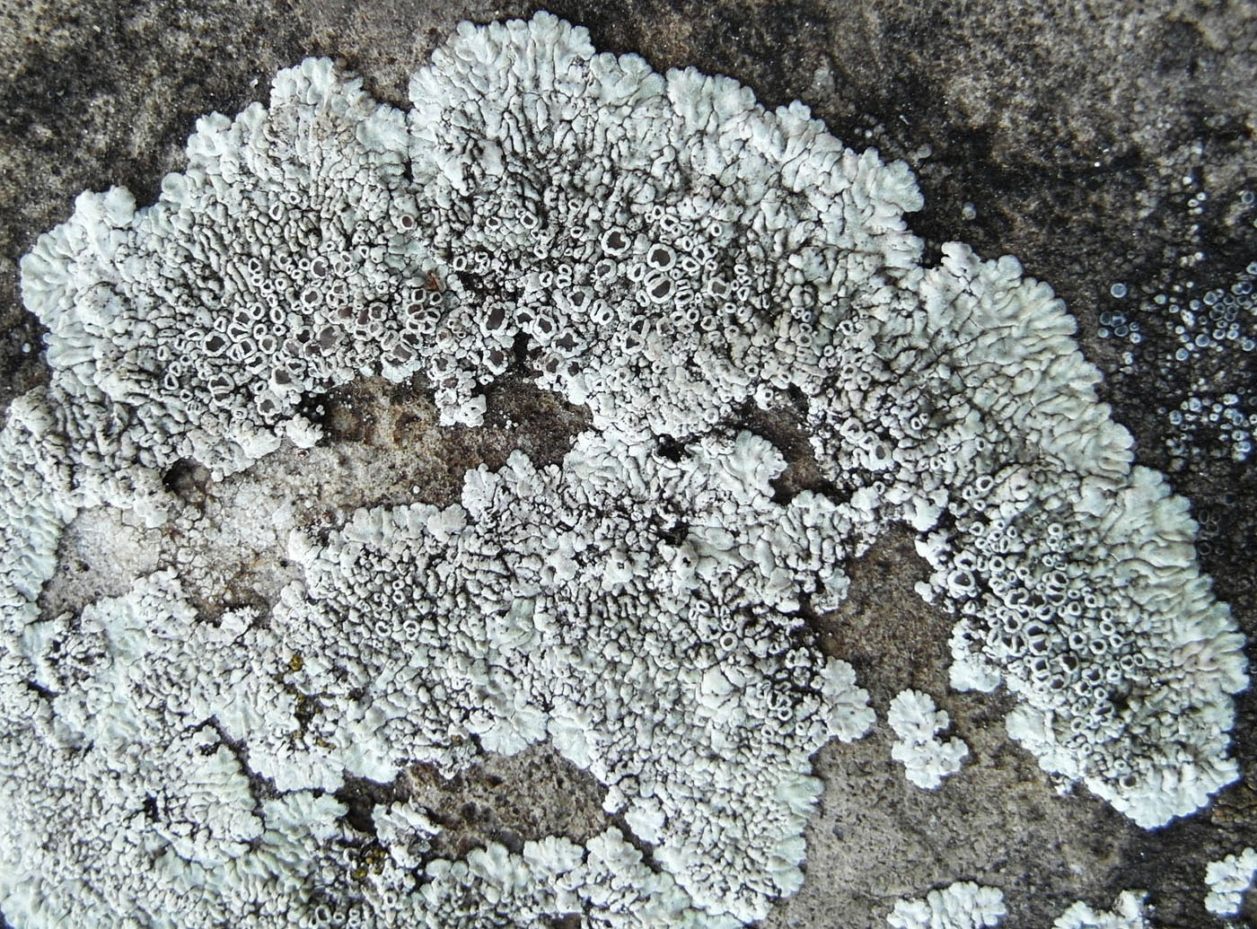 Image of Lecanora muralis specimen.