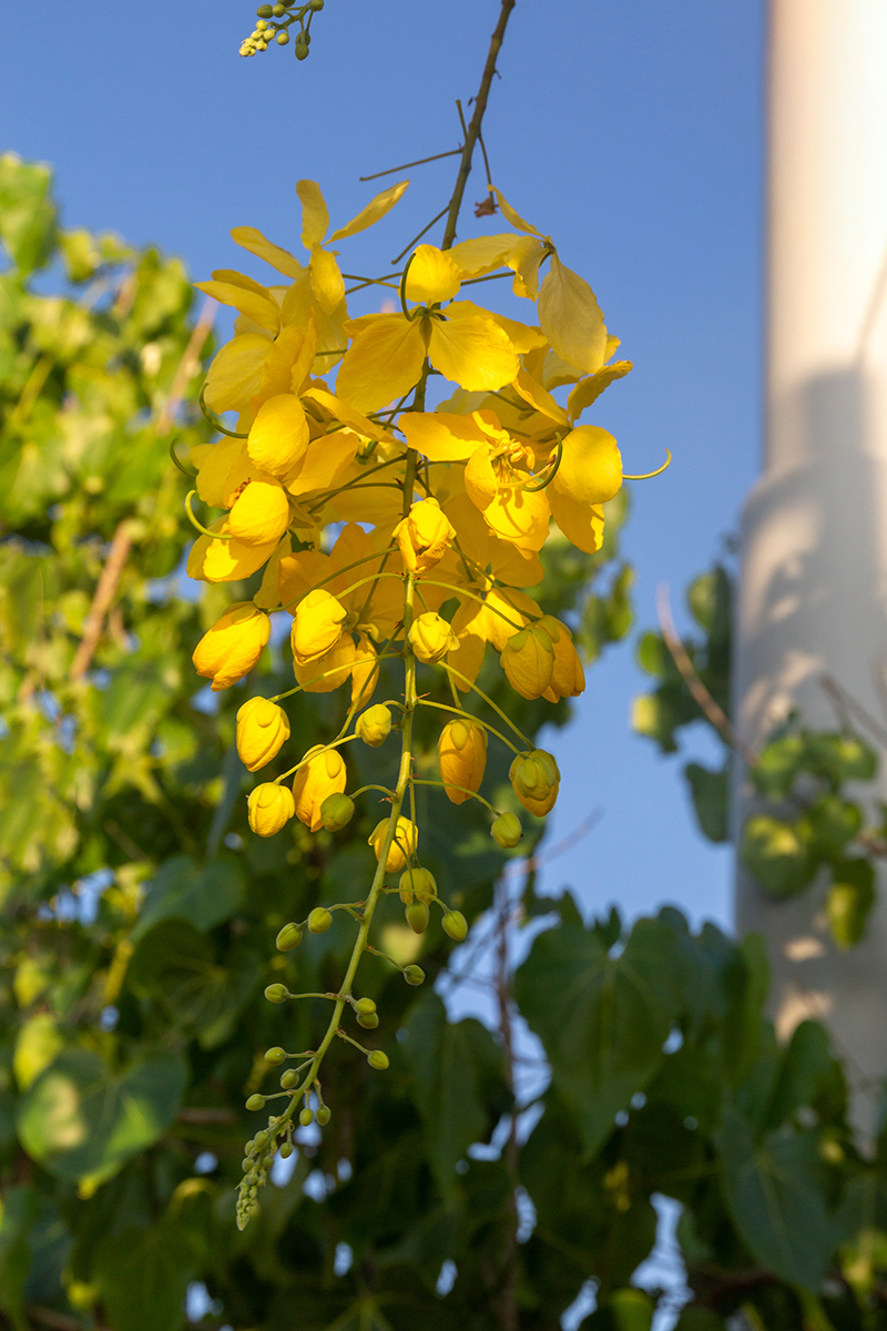 Изображение особи Cassia fistula.