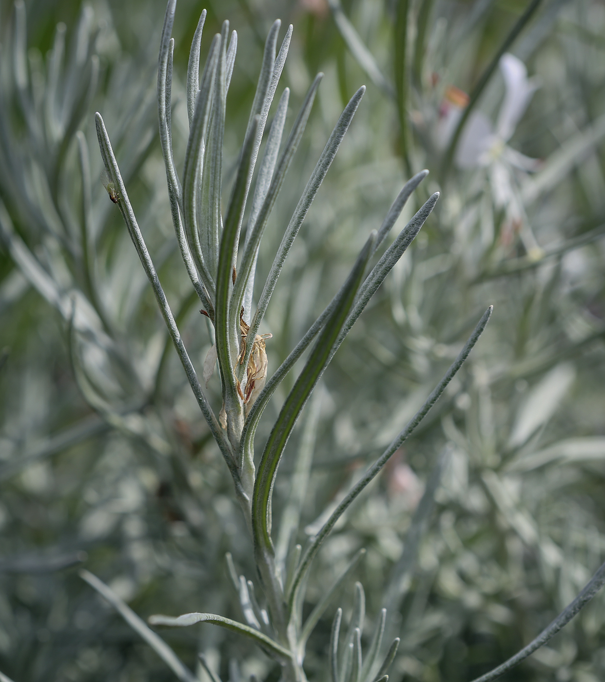 Изображение особи Helichrysum italicum.