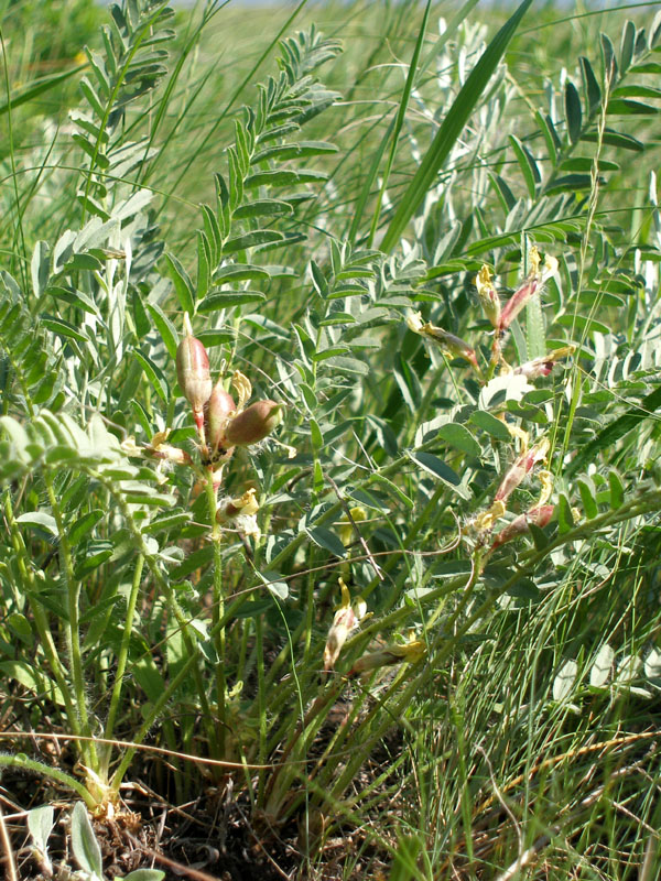 Image of Astragalus wolgensis specimen.