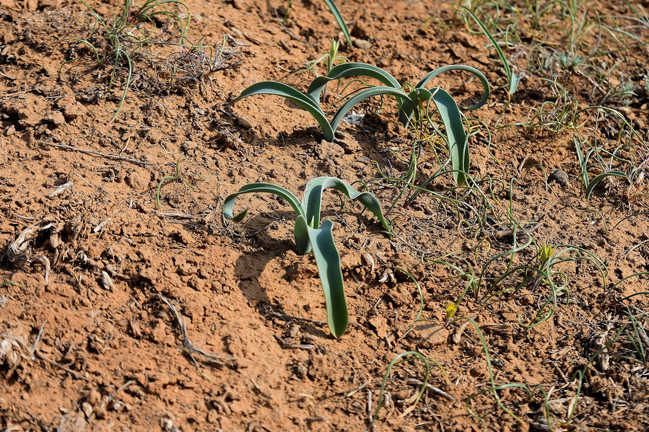 Image of Allium caspium specimen.