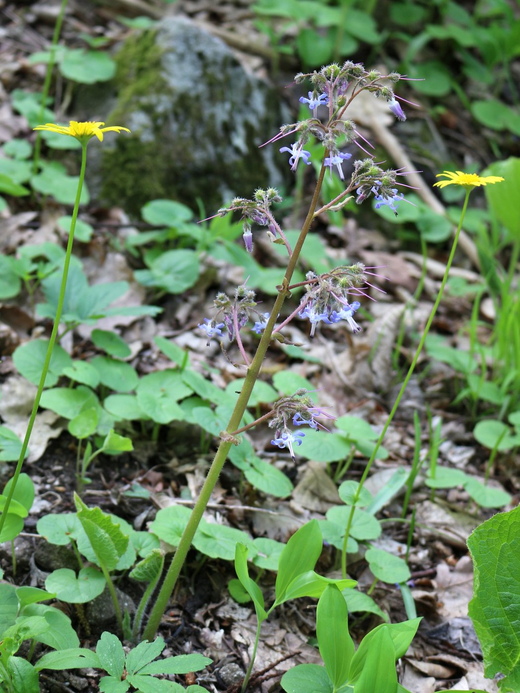 Изображение особи Trachystemon orientalis.