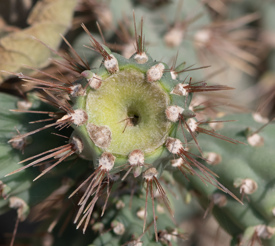 Изображение особи Cylindropuntia cholla.