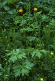 Trollius asiaticus. Растение в конце цветения на окраине берёзового леса. Новосибирская обл., Мошковский р-н. 13.06.2010.