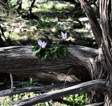 Cyclamen persicum