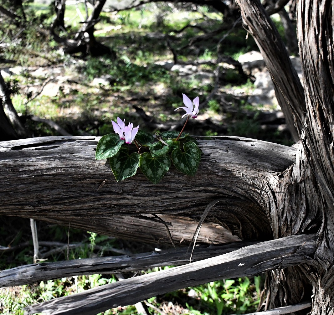 Image of Cyclamen persicum specimen.