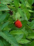 Rubus illecebrosus