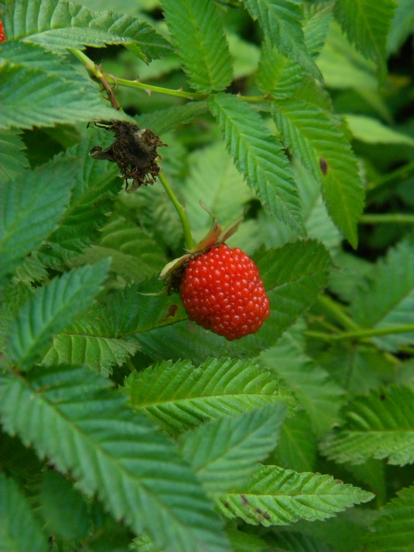 Image of Rubus illecebrosus specimen.