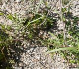 Achillea ptarmicifolia. Основания побегов. Кабардино-Балкария, Черекский р-н, Кабардино-Балкарский высокогорный заповедник, Черек-Безенгийское ущелье, ≈ 2300 м н.у.м., донная морена, наносы у одного из образующих реку Черек-Безенгийский ледниковых ручьёв. 18.08.2021.