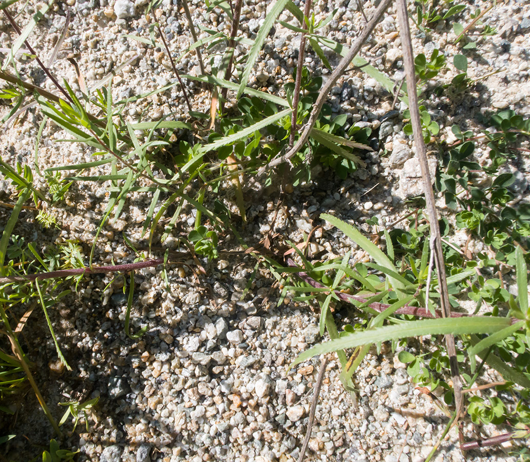 Image of Achillea ptarmicifolia specimen.