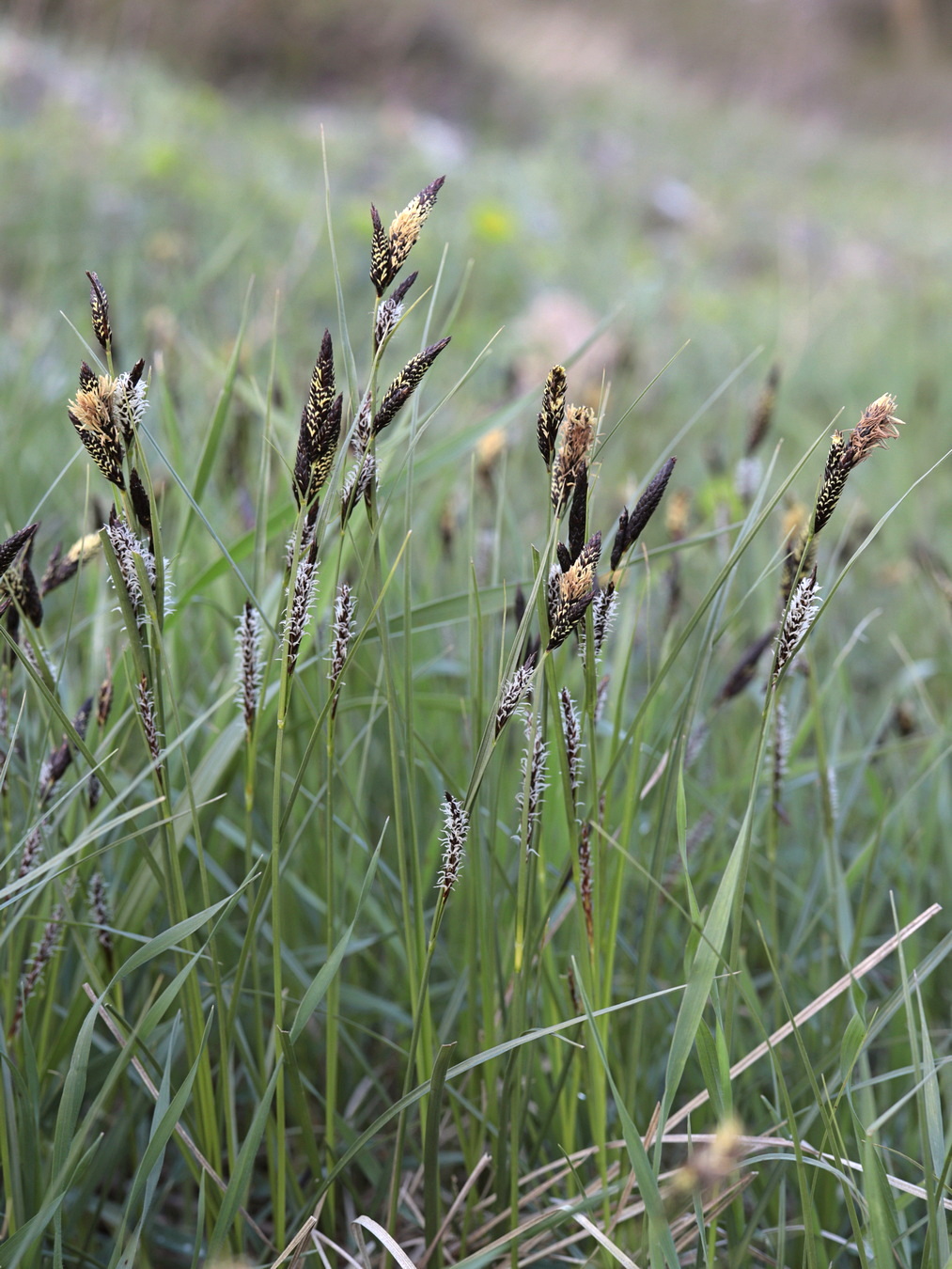 Изображение особи Carex melanostachya.