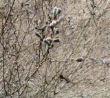 Salix caprea