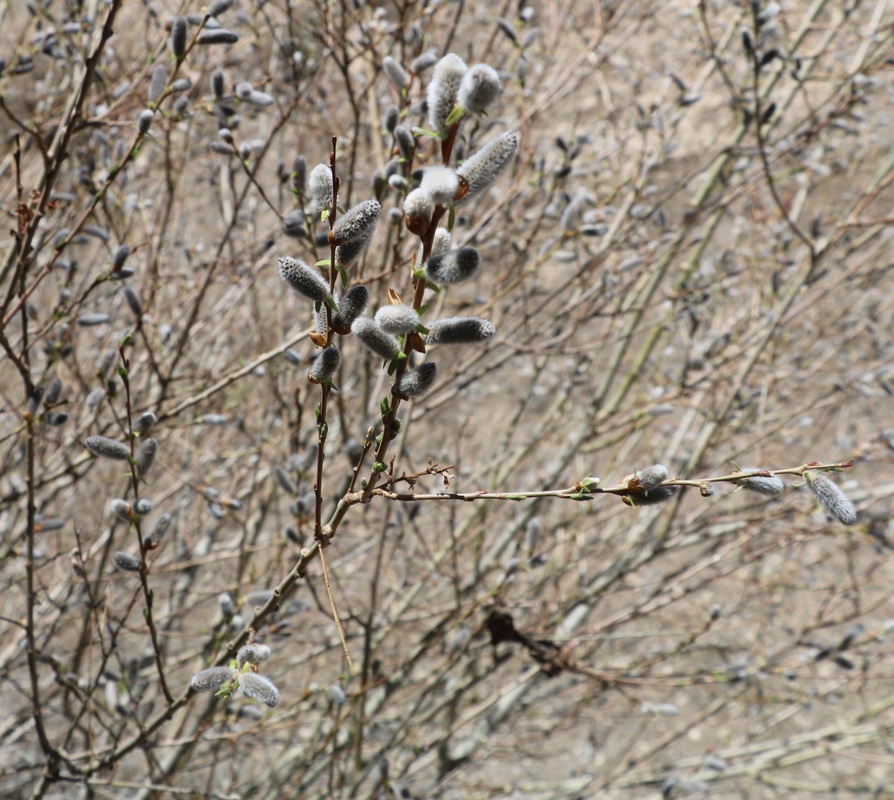 Image of Salix caprea specimen.