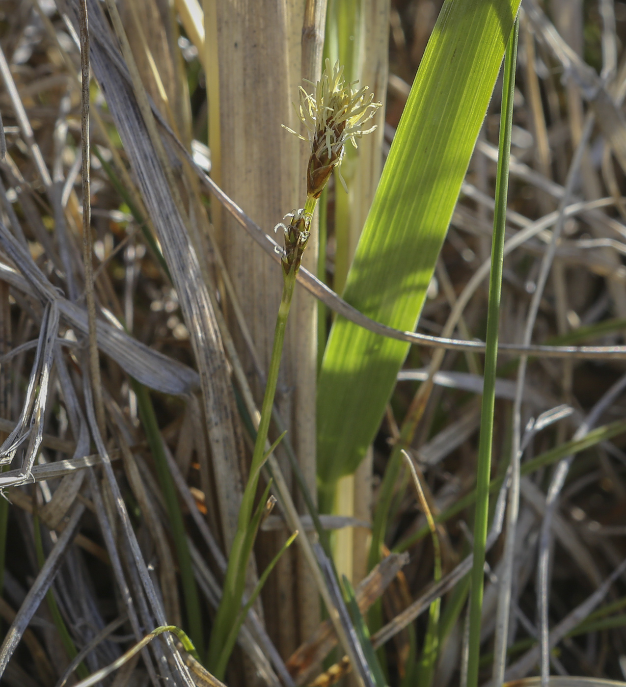 Image of genus Carex specimen.